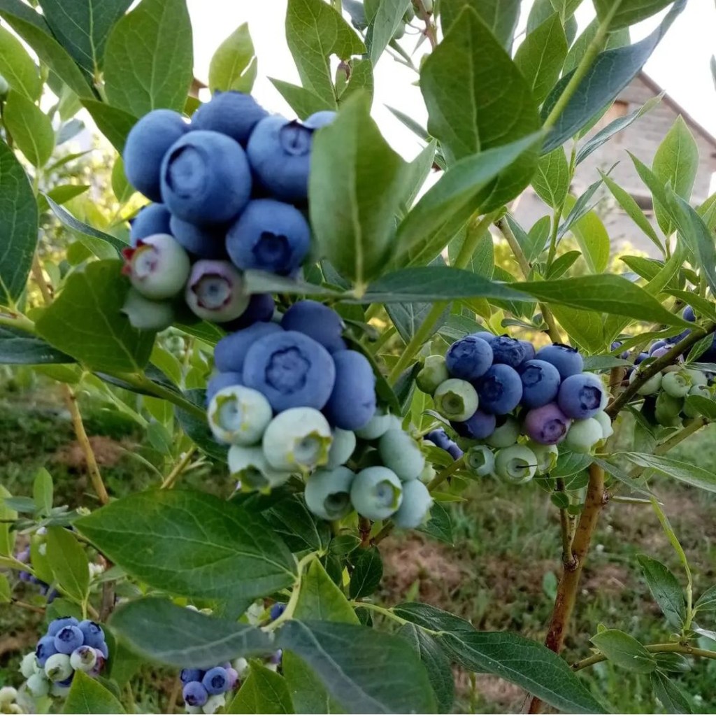 Blueberland – Zemlja borovnica i bobičastog&nbsp;voća